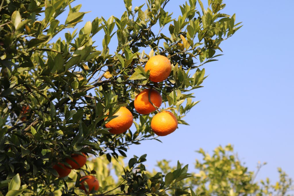 Grapefruit on Tree